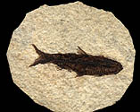 fossilfishwyoming.jpg